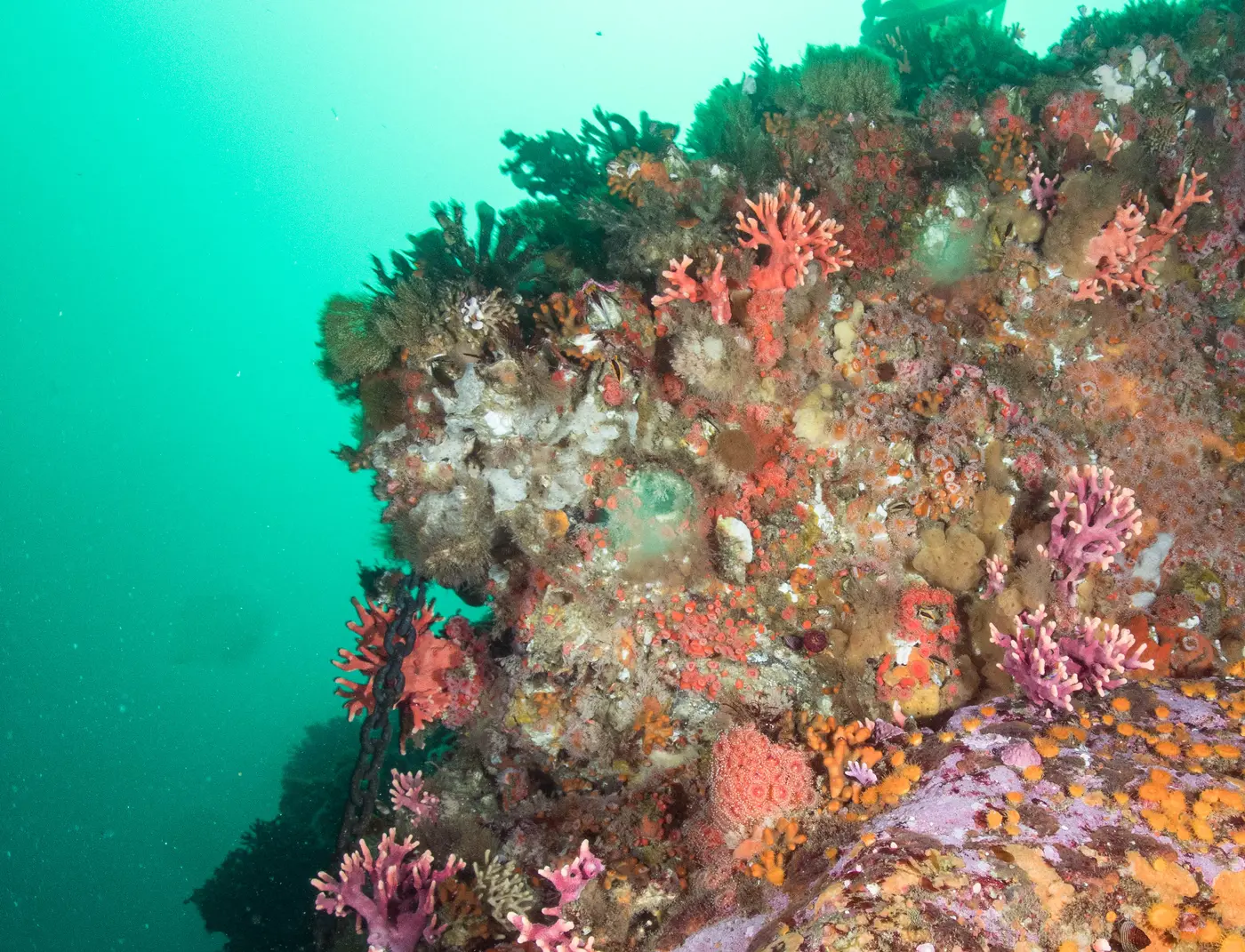 Hydro coral and rocky kelp forest in Monterey Bay