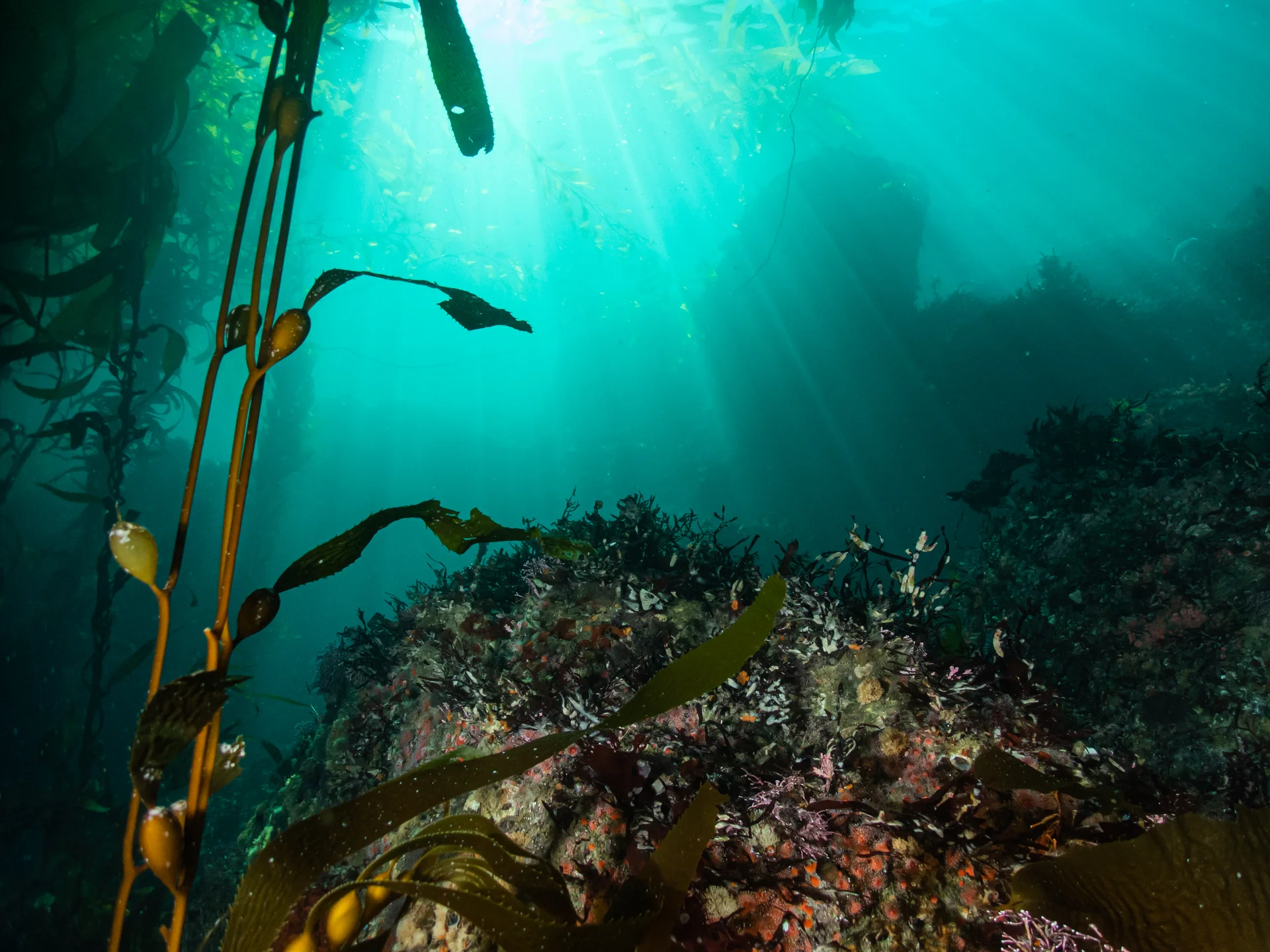 Sunlight streaming through the Monterey Bay kelp forest
