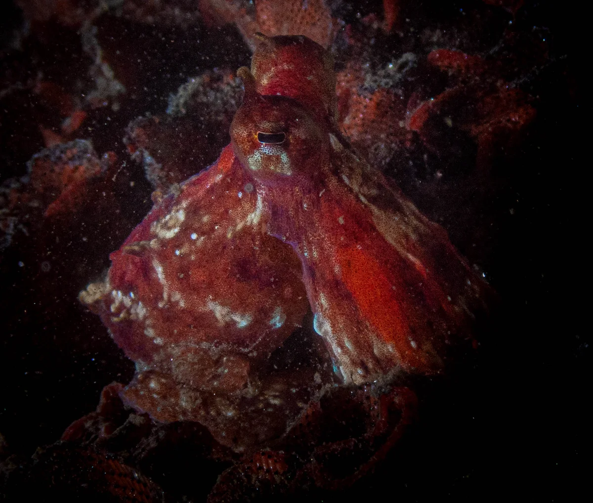 Giant Pacific Octopus in Monterey Bay